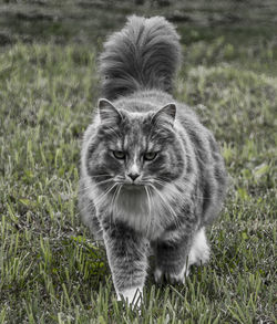 Close-up of cat on field