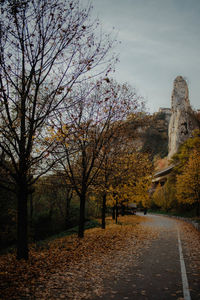 View of trees in park during autumn