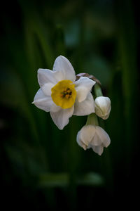 Close-up of white daffodil