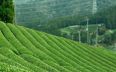 Scenic view of agricultural field in city