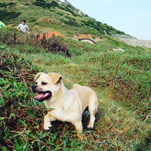 Dog standing on field