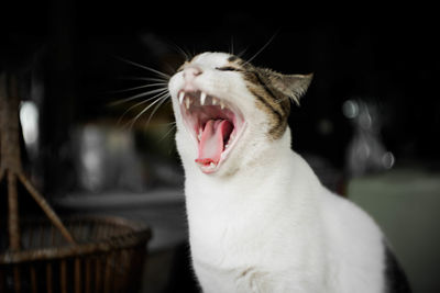 Close-up of cat yawning