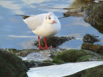 Close-up of seagull perching on rock by sea