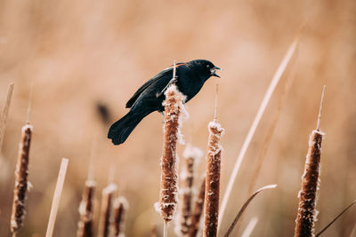 Close-up of bird perching on a plant