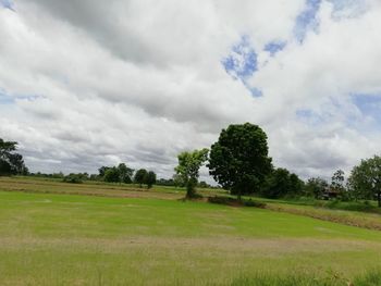 Trees on field against sky