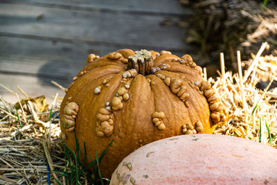 Close-up of pumpkin