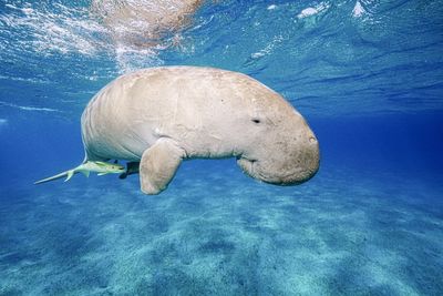Close-up of swimming in sea