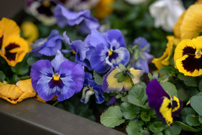 Close-up of purple flowering plants