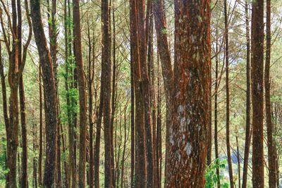 Pine trees in forest