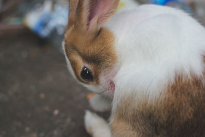 Close-up of a rabbit 