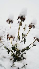 Close-up of snow on plant against sky