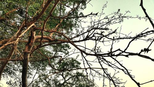 Low angle view of bare tree against clear sky