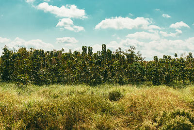 Plants on field against sky