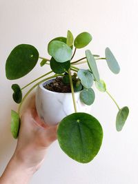 Close-up of hand holding leaves