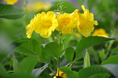 Close-up of yellow flowers blooming outdoors