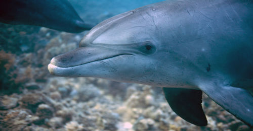 Dolphin of the red sea