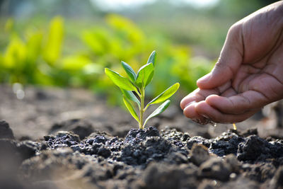 Close-up of hand holding plant