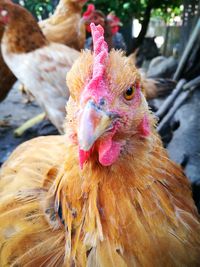 Close-up of rooster