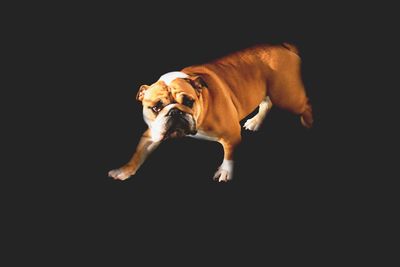 Low section of puppy against black background