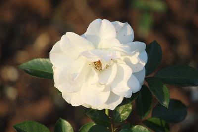 Close-up of white rose