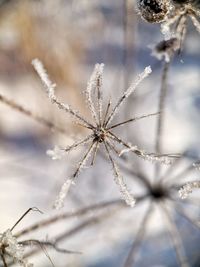 Winter flower 