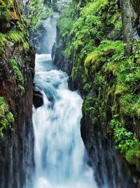 Scenic view of waterfall in forest