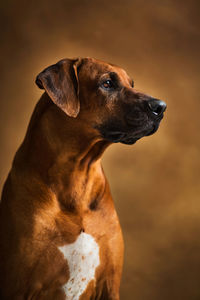 Close-up of a dog looking away