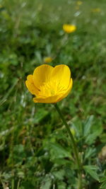 Close-up of yellow flower blooming in field