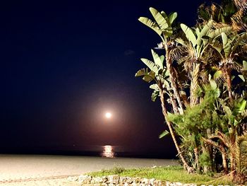 Palm tree by sea against sky at night