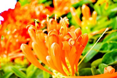 Close-up of orange flower