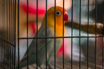 Close-up of parrot in cage