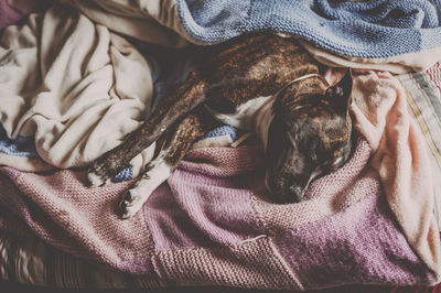 High angle view of pit bull dog sleeping on bed at home