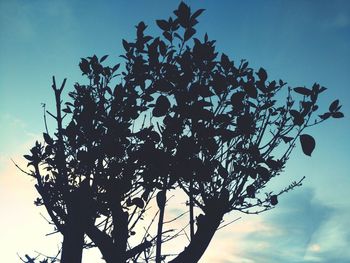 Low angle view of silhouette tree against sky