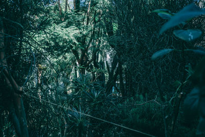 Trees growing in forest