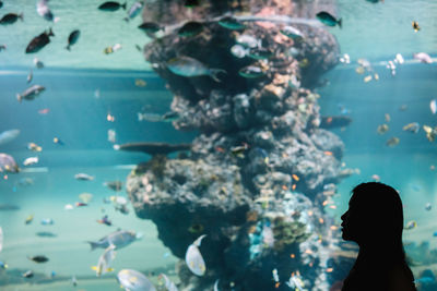 Silhouette woman standing by fish tank at aquarium
