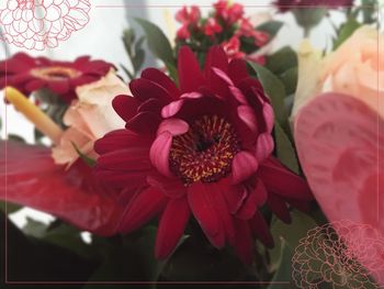 Close-up of pink flowers