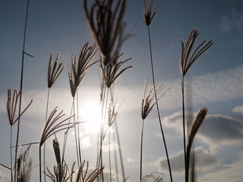 Close-up of stalks against sunset sky