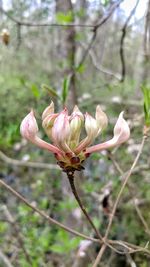 Close-up of pink flowers on branch