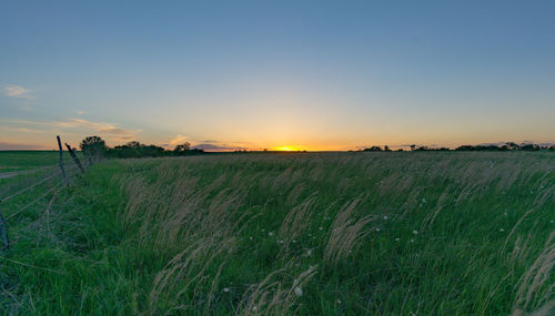 Scenic view of agricultural field against sky during sunset