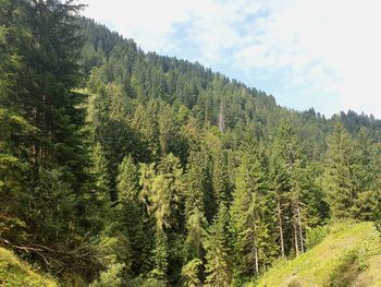 Pine trees in forest