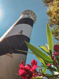 Low angle view of flowering plant against sky