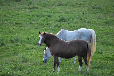 Horse standing in a field