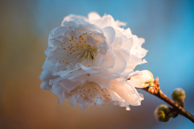 Close-up of white cherry blossom