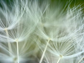 Close-up of dandelion