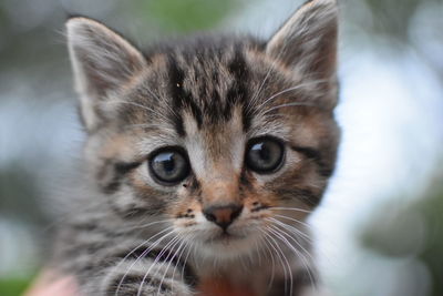 Close-up of kitten looking at camera