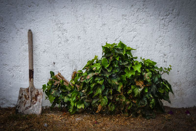 Close-up of plant against wall