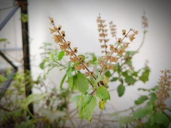 Close-up of flowers against blurred background