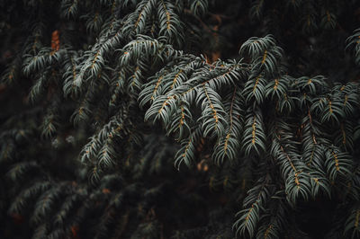 Close-up of pine tree, natural background