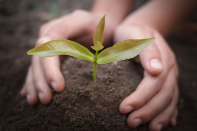 Cropped hand holding plant