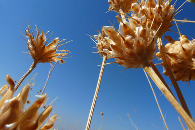 Low angle view of flowers against blue sky